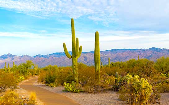 Arizona Travel Insurance